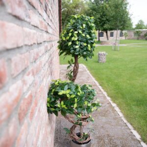EUROPALMS Ficus Multi Spiralstamm, Kunstpflanze, 160cm (Kopie)
