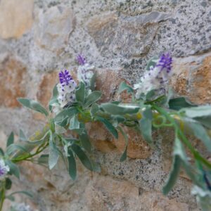 EUROPALMS Blütengirlande, künstlich, weiß,  180cm