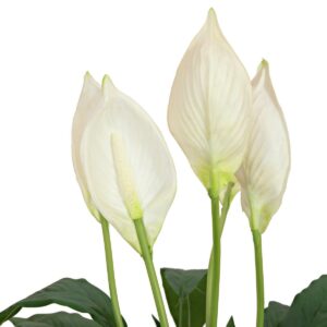 EUROPALMS Einblatt, Kunstpflanze, 60cm