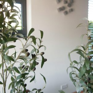 EUROPALMS Olivenbäumchen, Kunstpflanze, 68 cm