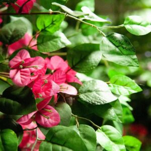 EUROPALMS Bougainvillea, Kunstpflanze, rosa, 150cm