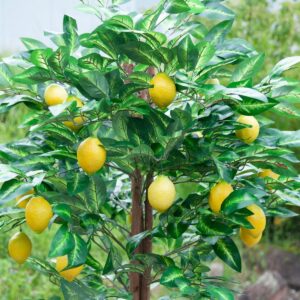 EUROPALMS Zitronenbaum, Kunstpflanze, 180cm