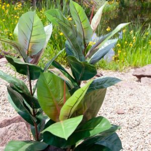 EUROPALMS Gummibaum, Kunstpflanze, 100cm