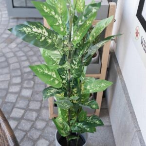 EUROPALMS Dieffenbachia, künstlich, 120cm