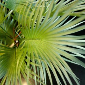 EUROPALMS Fächerpalme, Kunstpflanze, 55cm