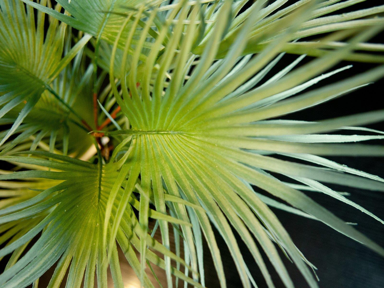 EUROPALMS Fächerpalme, Kunstpflanze, 55cm