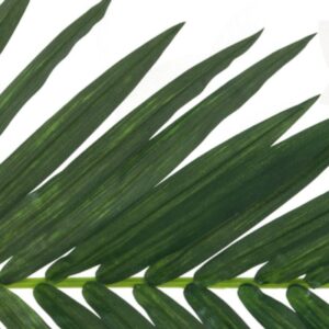 EUROPALMS Kokos-Königspalmwedel, künstlich, 150cm