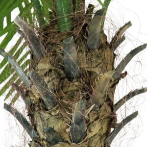 EUROPALMS Phönixpalme luxor, Kunstpflanze, 150cm