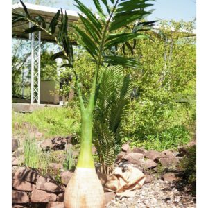 EUROPALMS Phönix Palme, Kunstpflanze, 240cm