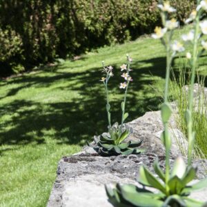 EUROPALMS Steinrose (EVA), Kunstpflanze, pink, 32cm