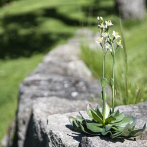 EUROPALMS Steinrose (EVA), Kunstpflanze, gelb, 32cm
