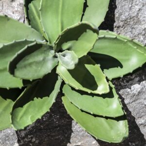 EUROPALMS Agave (EVA), künstlich, grün, 35cm