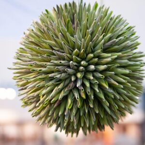 EUROPALMS Sukkulenten Kugel (EVA), Kunstpflanze, grün, 20cm