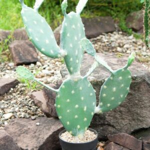 EUROPALMS Blätterkaktus, Kunstpflanze, 76cm