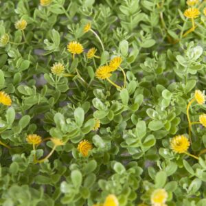 EUROPALMS Buchsmatte, künstlich, grün-gelb, 25x25cm