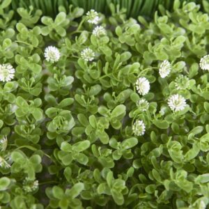 EUROPALMS Buchsmatte, künstlich, grün-weiß, 25x25cm