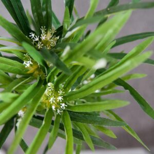 EUROPALMS Zyperngras, künstlich,76cm