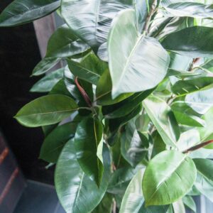 EUROPALMS Gummibaum, Kunstpflanze, 120cm