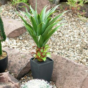 EUROPALMS Agave im Topf, Kunstpflanze, 75cm
