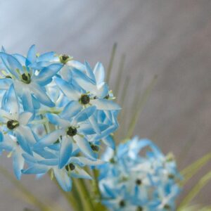 EUROPALMS Alliumgras, Kunstpflanze, blau, 120 cm