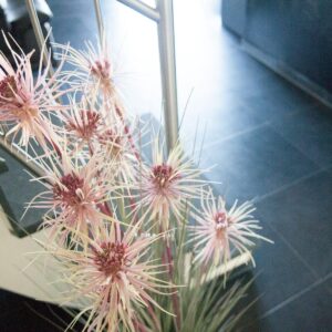 EUROPALMS Sunny-Gras, Kunstpflanze, 120 cm