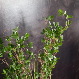 EUROPALMS Immergrünstrauch mit Gras, Kunstpflanze, 152 cm