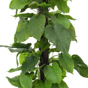 EUROPALMS Pothos, Kunstpflanze, 180cm