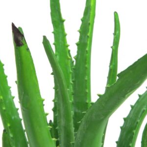 EUROPALMS Aloe-Vera-Pflanze, Kunstpflanze, 63cm
