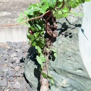 EUROPALMS Rebstock 150cm