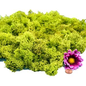 Muwse Islandmoos Frühlingsgrün 100 g händisch gerupft Osternest Weihnachtskrippe