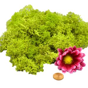 Muwse Islandmoos Frühlingsgrün 25 g händisch gerupft Osternest Weihnachtskrippe