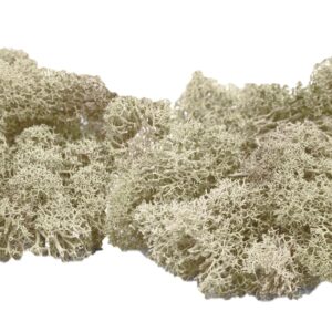 Muwse Islandmoos Cremeweiss 50 g händisch gerupft Osternest Weihnachtskrippe