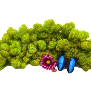 Muwse Islandmoos Frühlingsgrün 100 g Basteln Wandbilder Dekoration Gestalten